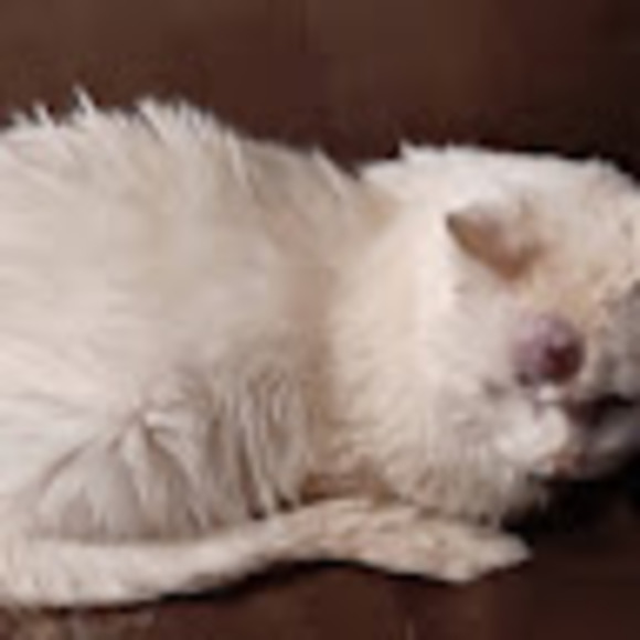 Meet your Posher, Ron - Picture 1 of 1